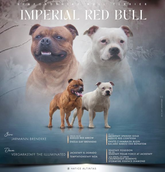 chiot Staffordshire Bull Terrier Imperial Red Bull