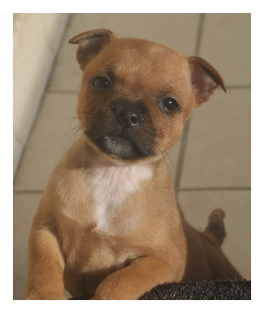 chiot Staffordshire Bull Terrier Imperial Red Bull