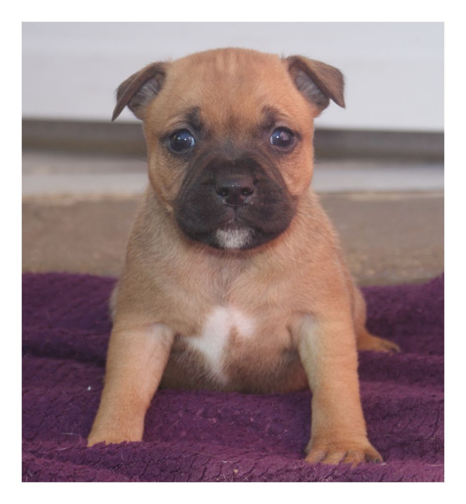 Imperial Red Bull - Chiot disponible  - Staffordshire Bull Terrier