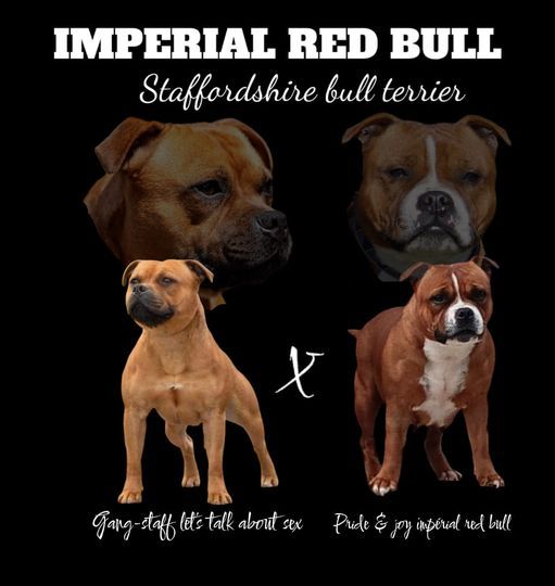 chiot Staffordshire Bull Terrier Imperial Red Bull