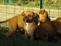 Imperial Red Bull - Staffordshire Bull Terrier - Portée née le 29/08/2014