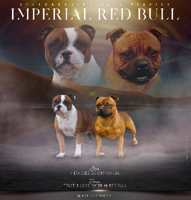 Imperial Red Bull - Staffordshire Bull Terrier - Portée née le 25/10/2023