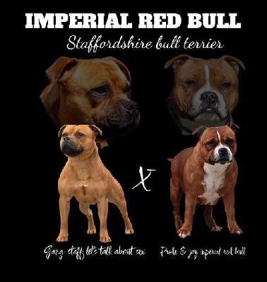 Imperial Red Bull - Staffordshire Bull Terrier - Portée née le 25/10/2024