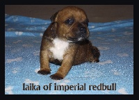 laika of imperial red bull 