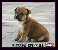 Imperial Red Bull - Staffordshire Bull Terrier - Portée née le 29/08/2016