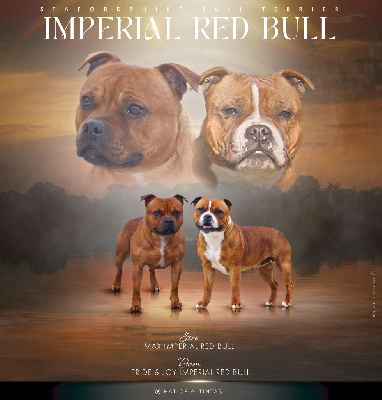 Imperial Red Bull - Staffordshire Bull Terrier - Portée née le 23/10/2023