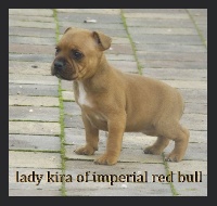 lady kira of imperial red bull