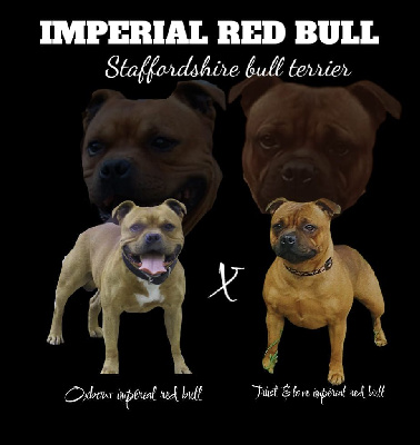 Imperial Red Bull - Staffordshire Bull Terrier - Portée née le 22/10/2024