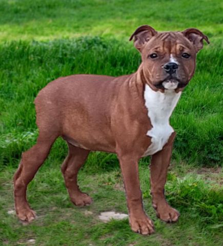 Angel heart diva Imperial Red Bull