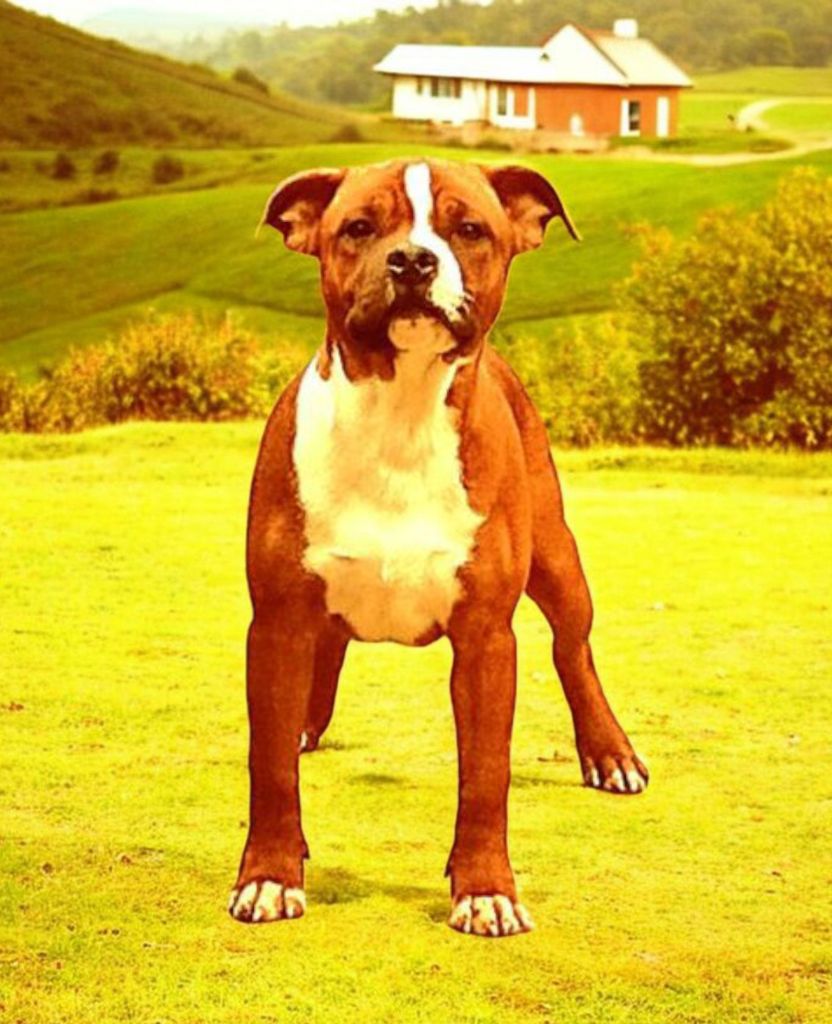 Arrow polar force Imperial Red Bull