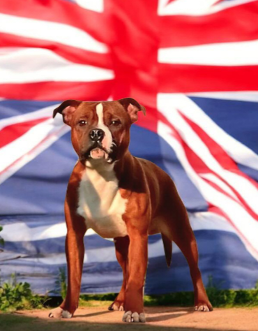 Arrow polar force Imperial Red Bull