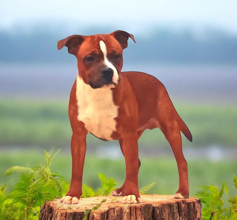 Arrow polar force Imperial Red Bull