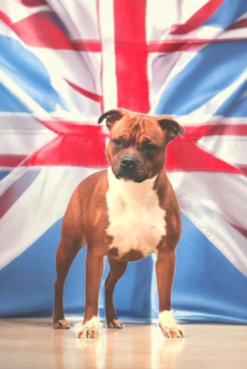 Angel face mira Imperial Red Bull