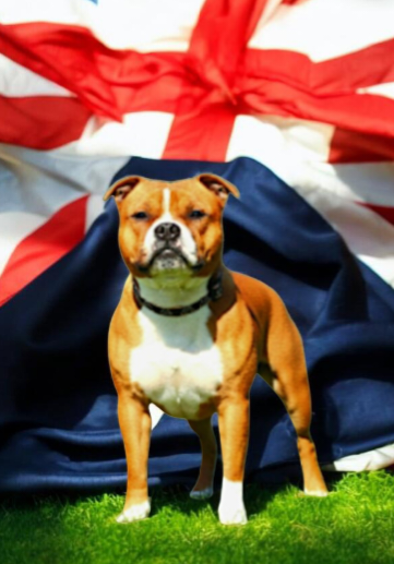 Pride and joy Imperial Red Bull