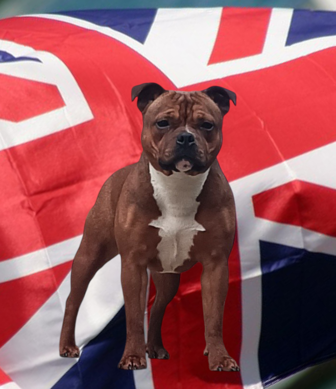 Angel heart diva Imperial Red Bull