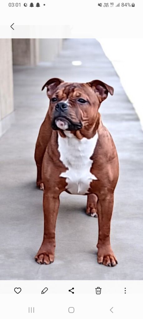 Angel heart diva Imperial Red Bull