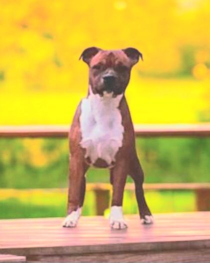 Angel face mira Imperial Red Bull