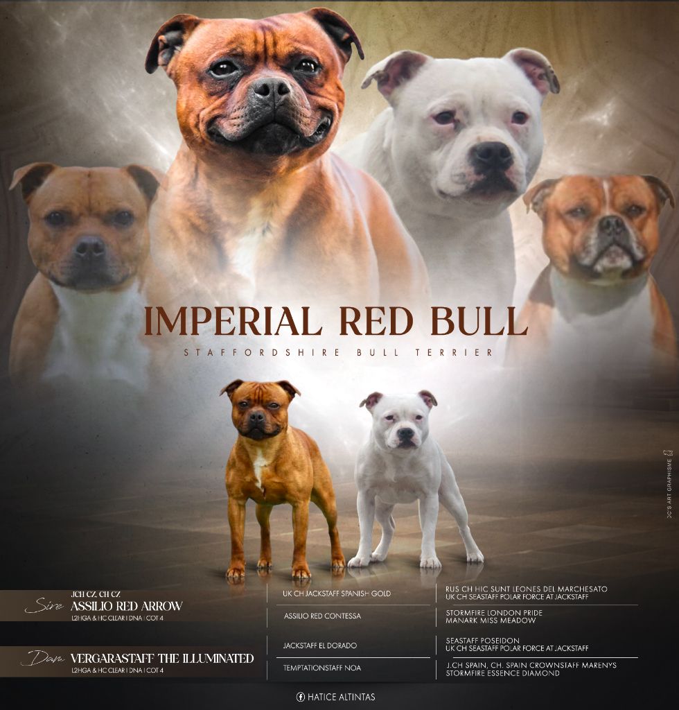 Imperial Red Bull - Staffordshire Bull Terrier - Portée née le 21/05/2025