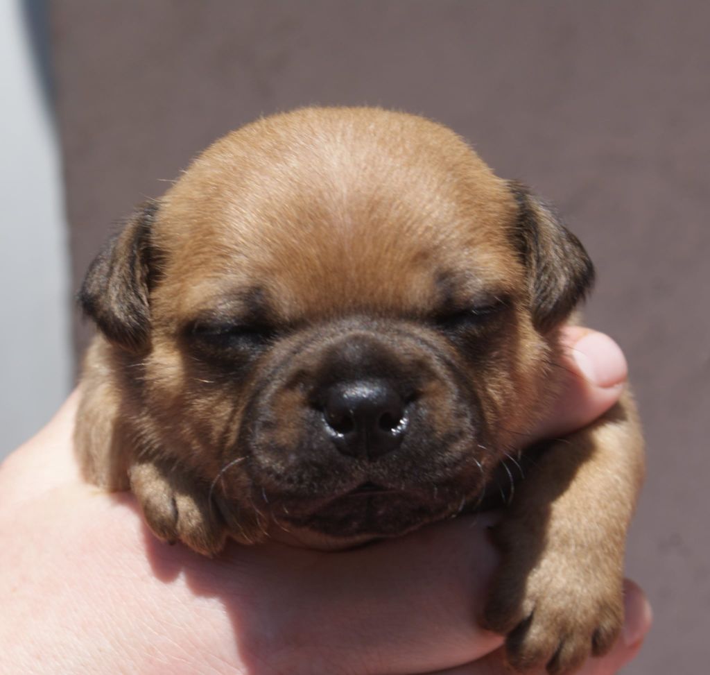 Imperial Red Bull - Chiots disponibles - Staffordshire Bull Terrier
