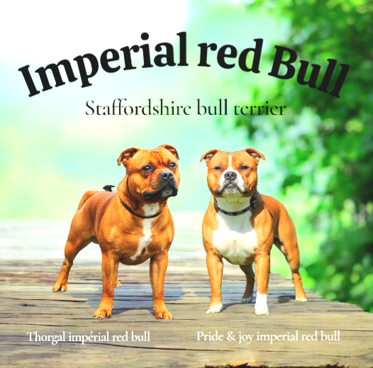 Imperial Red Bull - Staffordshire Bull Terrier - Portée née le 02/12/2025