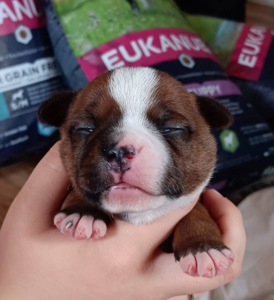 Imperial Red Bull - Chiots disponibles - Staffordshire Bull Terrier