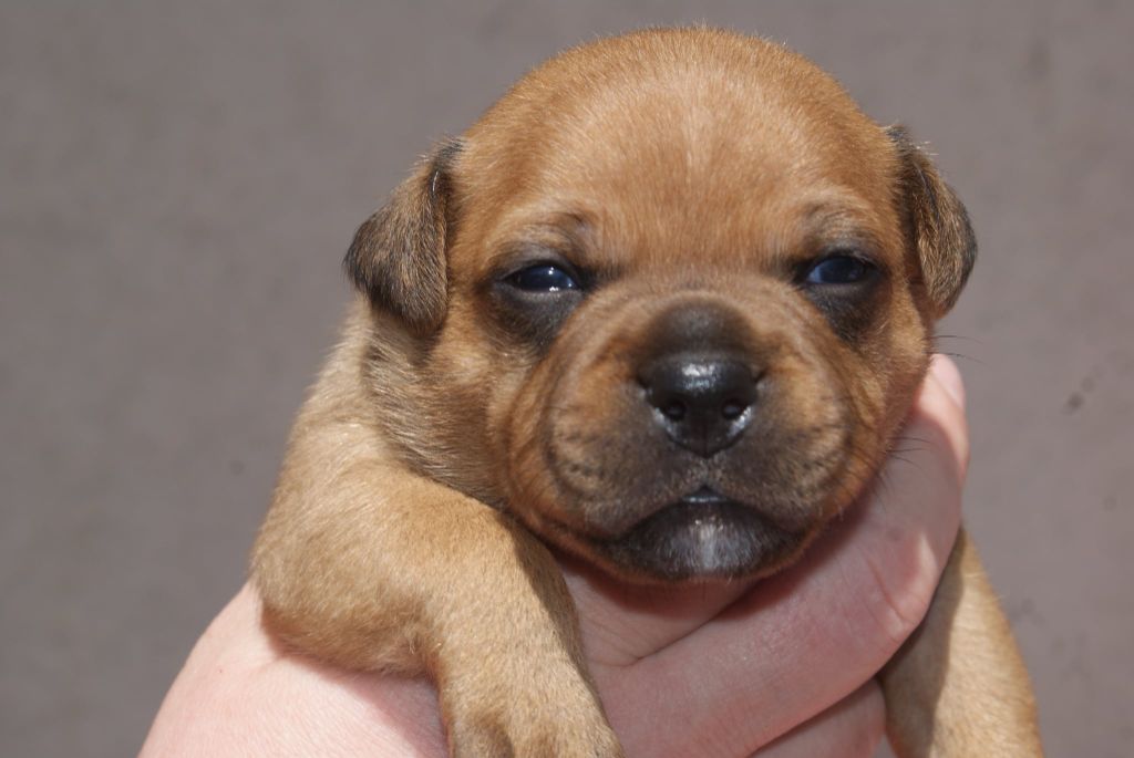 Imperial Red Bull - Chiots disponibles - Staffordshire Bull Terrier