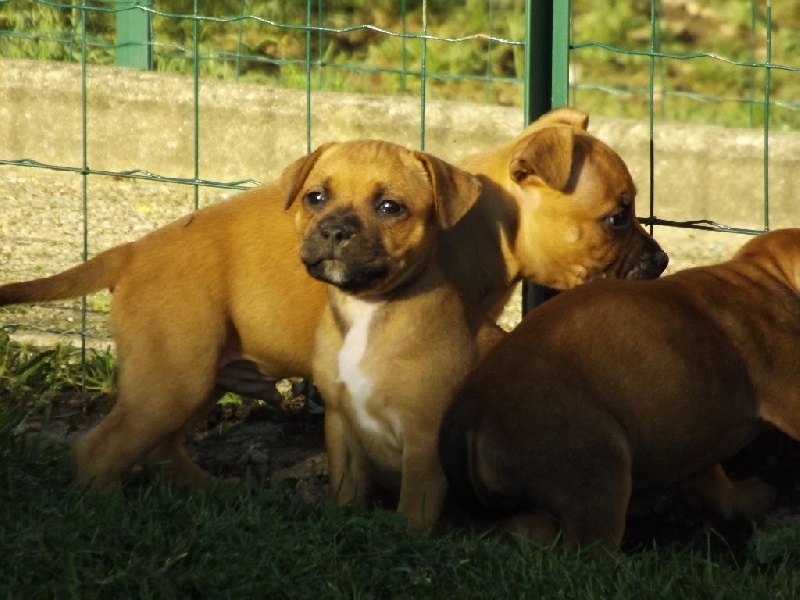 Imperial Red Bull - Staffordshire Bull Terrier - Portée née le 29/08/2014