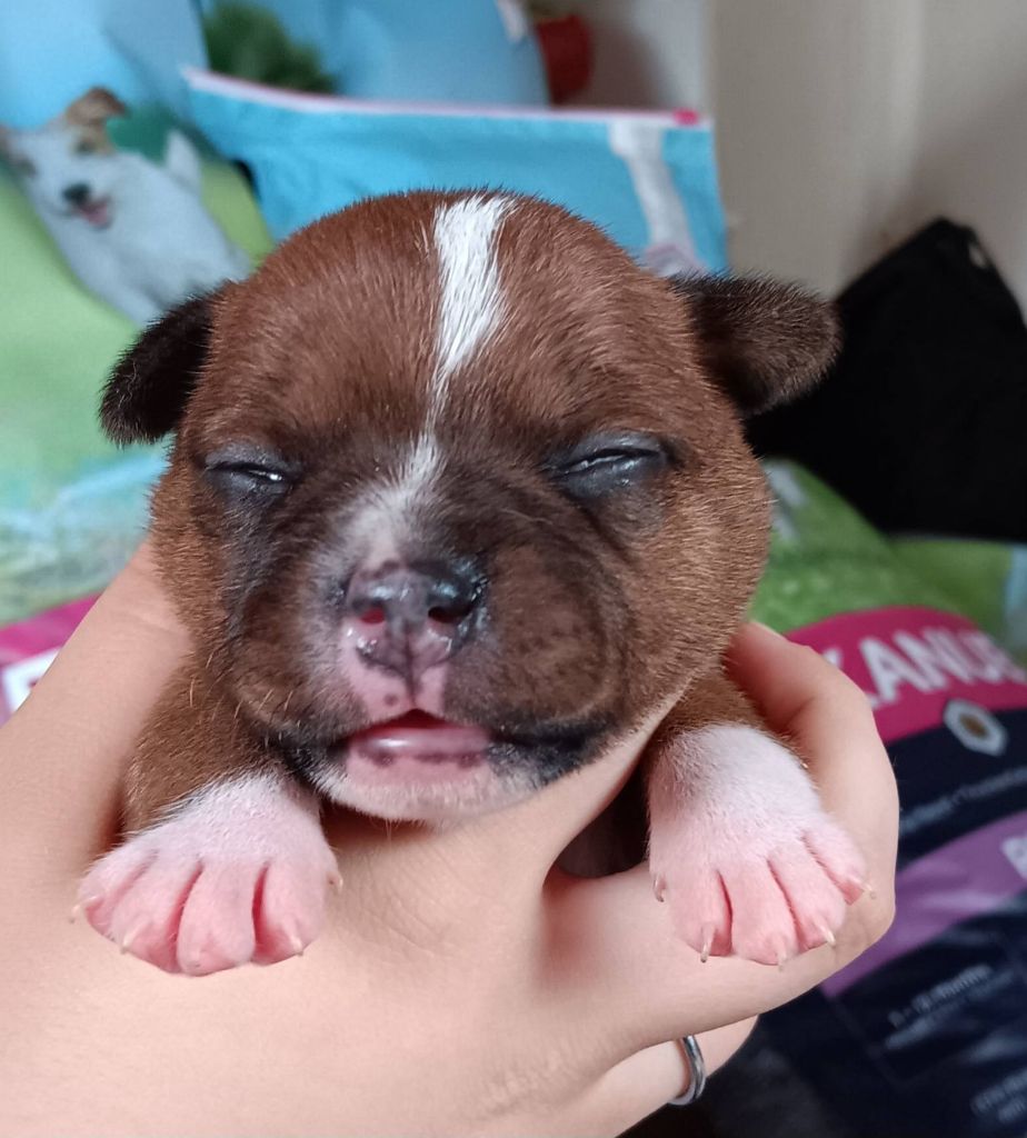 Imperial Red Bull - Chiots disponibles - Staffordshire Bull Terrier