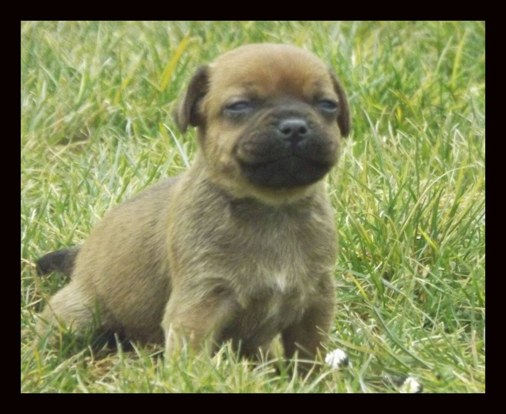 Imperial Red Bull - Staffordshire Bull Terrier - Portée née le 19/02/2018