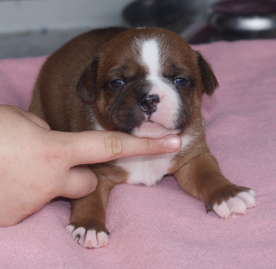 CHIOT 1