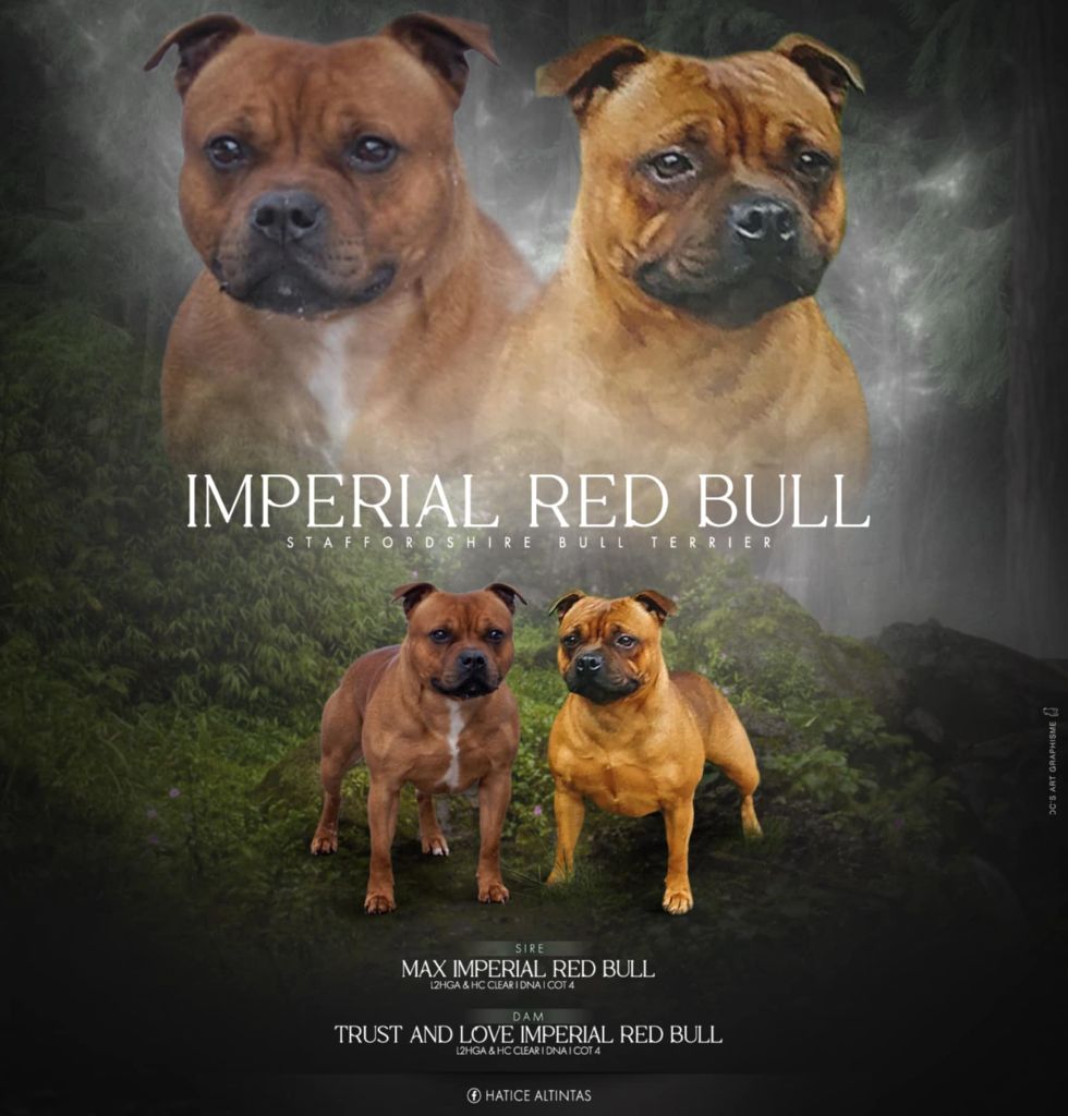 Chiot Staffordshire Bull Terrier Imperial Red Bull