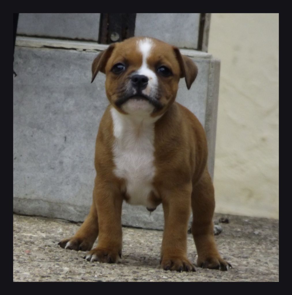 Imperial Red Bull - Staffordshire Bull Terrier - Portée née le 03/08/2018