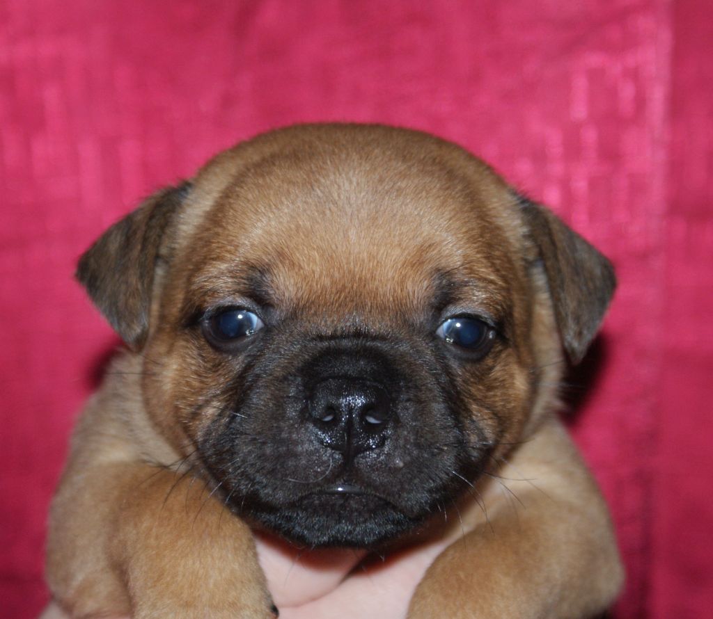 ARNOLD imperial red Bull 