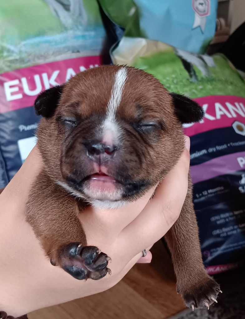 Imperial Red Bull - Chiots disponibles - Staffordshire Bull Terrier