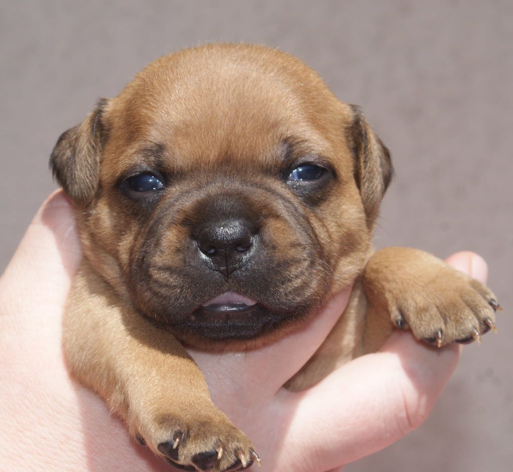 Imperial Red Bull - Chiots disponibles - Staffordshire Bull Terrier