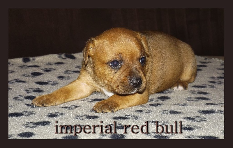 Imperial Red Bull - Staffordshire Bull Terrier - Portée née le 14/11/2015