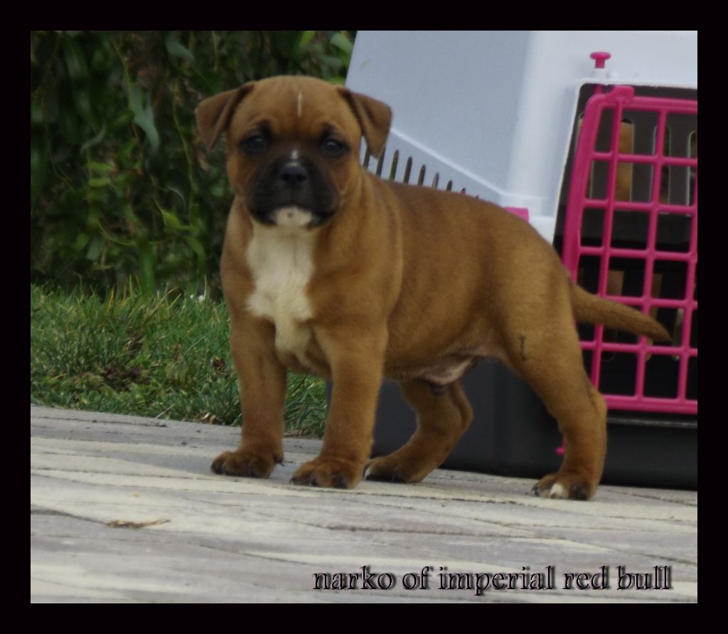 Imperial Red Bull - Staffordshire Bull Terrier - Portée née le 23/07/2017